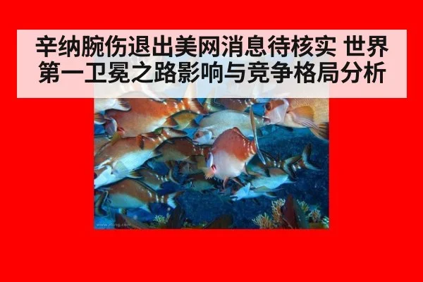 辛纳腕伤退出美网消息待核实 世界第一卫冕之路影响与竞争格局分析